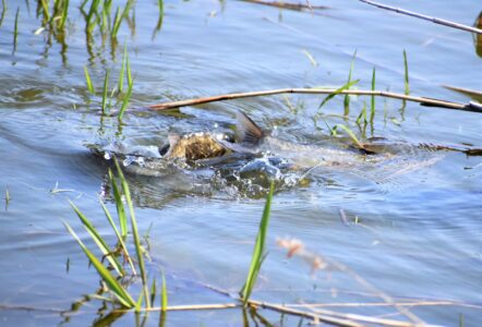 水面でもつれ合い産卵を促す?