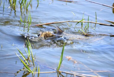 水面でもつれ合い産卵を促す?