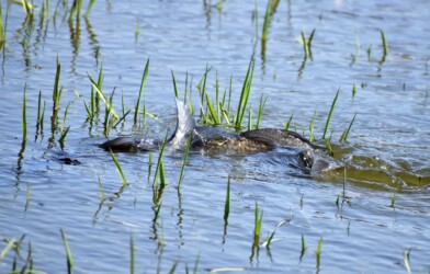 水面でもつれ合い産卵を促す?