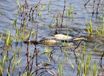水面でもつれ合い産卵を促す?