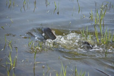 水面でもつれ合い産卵を促す?