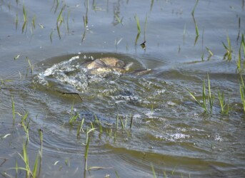 水面でもつれ合い産卵を促す?