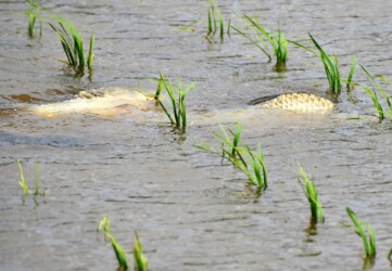 田んぼで産卵するコイ