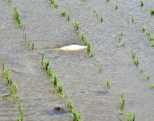 田んぼで産卵するコイ
