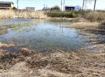 雨が降ってできた浅瀬