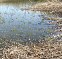 雨が降ってできた浅瀬