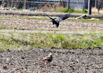 ①カラスが上空から威嚇する