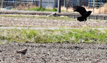 ②威嚇して上昇