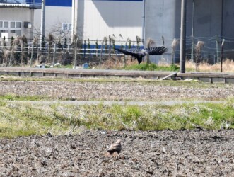 ③また威嚇する