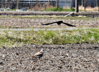 ⑤また威嚇する