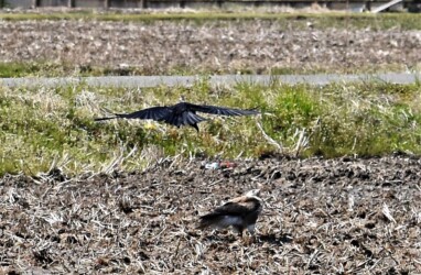 ⑥すぐ上を飛ぶ