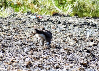 ⑦関係なく啄む