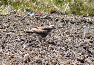 ⑧どうしようか迷っている