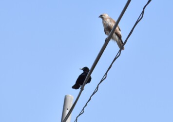 ⑩カラスが追いかけてきて止まる