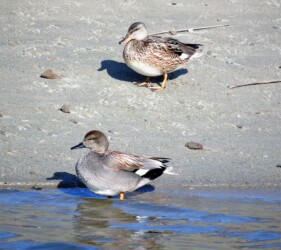 ①オカヨシガモ