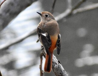 ①ジョウビタキ