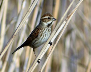 ①オオジュリン