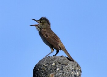 ②オオヨシキリ