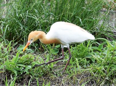 ②アマサギ