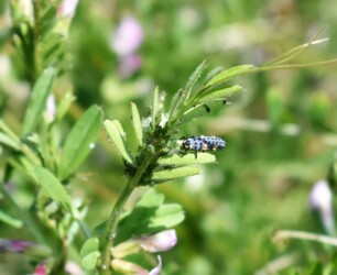 アブラムシを食べるテントウムシの幼虫