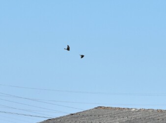 縄張り争い? 幼鳥同士のよう