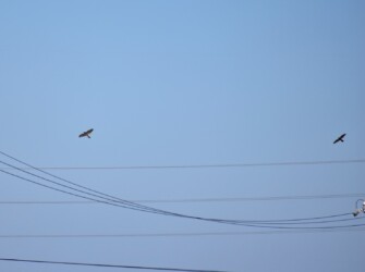 縄張り争い? 幼鳥同士のよう