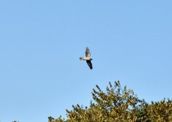 縄張りの上空を飛ぶ