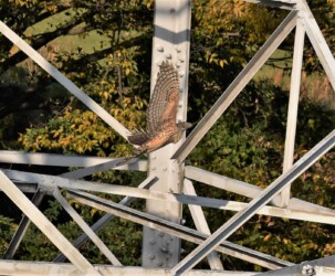 縄張り内の鉄塔近くを飛ぶ幼鳥
