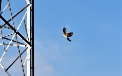 縄張りの鉄塔に侵入してきた成鳥