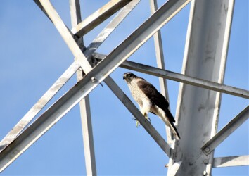 縄張りの鉄塔に侵入してきた成鳥