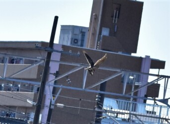 獲物を掴んで飛翔中