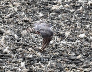 獲物を掴んで飛翔中