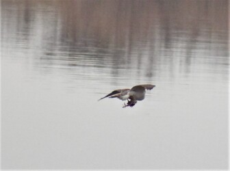 獲物を掴んで飛翔中