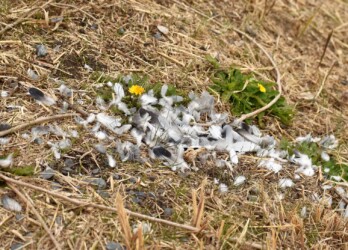獲物のハトの羽が散乱する