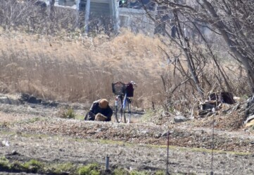 構ってもらうネコ