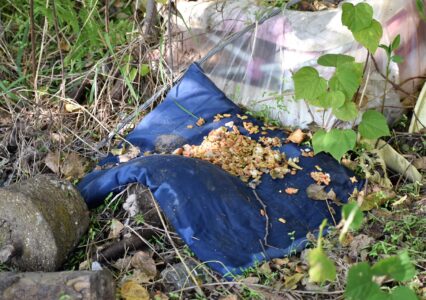 置かれたネコの餌