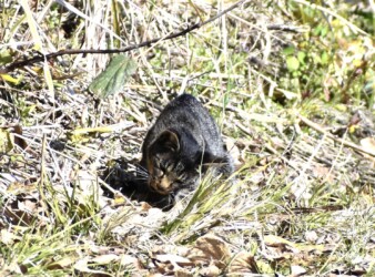 イナゴを捕って食べる