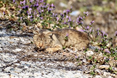 最近見かけるネコ