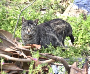 最近見かけるネコ