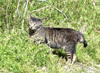 最近見かけるネコ