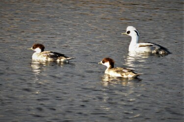 ①正常なミコアイサ