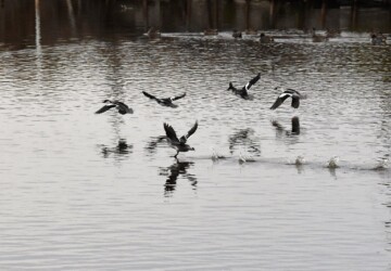 ①正常なミコアイサ