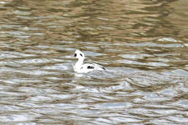 ②5月 飛べないミコアイサ
