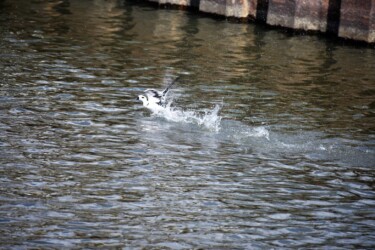 ②5月 飛び立とうとする