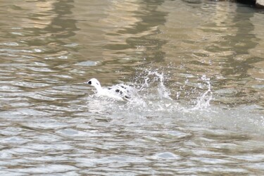 ②5月 飛び立とうとするができない