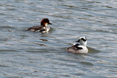 ②5月に見かけたミコアイサ