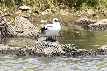 ②5月に見かけたミコアイサ
