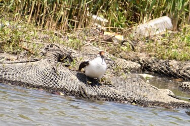 ②5月に見かけたミコアイサ