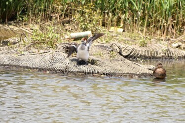 ②5月に見かけたミコアイサ