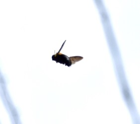 ホバリング中のクマバチ